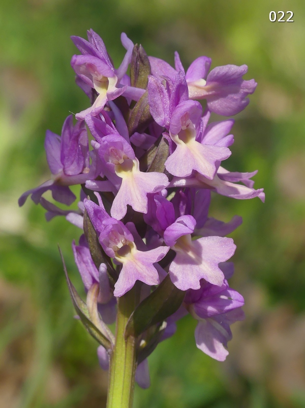 Dactylorhiza romana in una splendida variabilit - provincia di Caserta marzo 2019